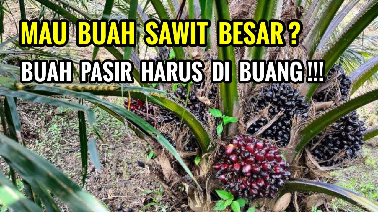 Ternyata ini alasan perusahaan sawit selalu melakukan kastrasi 