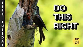 How to Photograph Nesting Birds Responsibly | Tips Tuesday 24