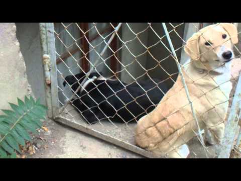 dogs in cage--ძაღლები გალიაში