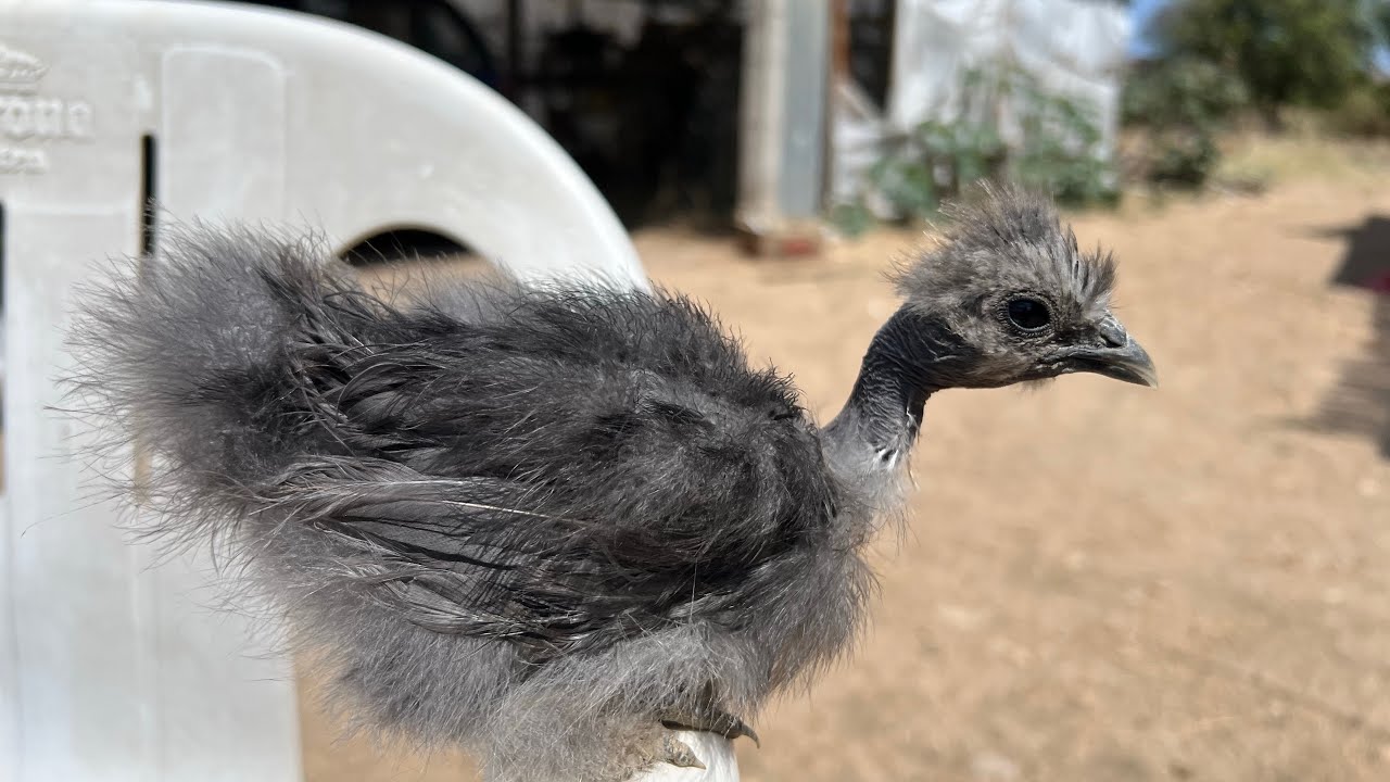 Razas De Pollos De Aspecto Divertido
