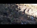 Olive tree field timelapse