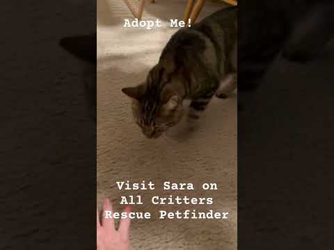 Sara is a Dancing Queen! #dancing #queen #adopt #adoptdontshop #meow #2025