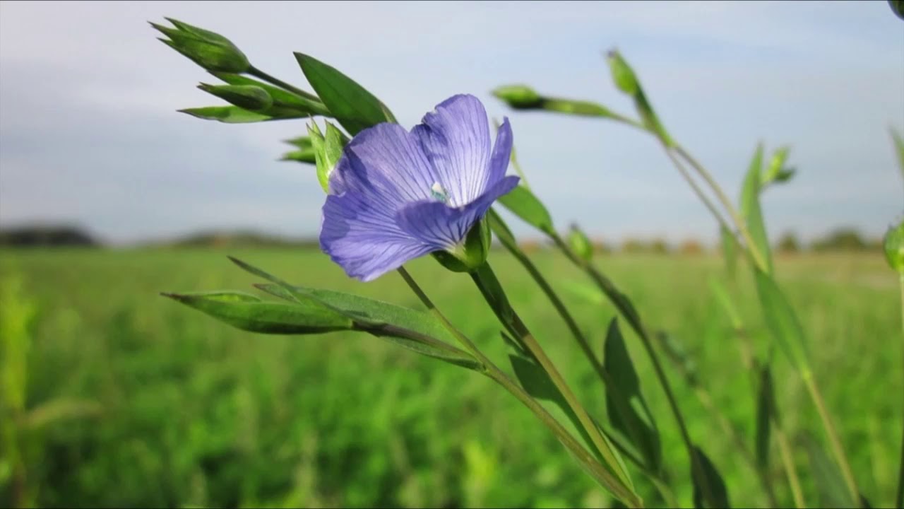 Внешний вид льна