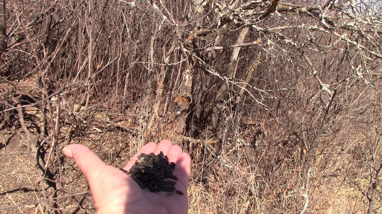 Short Review of the Vivitar 2.2X Professional Telephoto Lens.