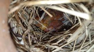 12th Day Java sparrow chick#tiktokvideo#burjkhalifa#switzerland#javasparrow#javabirds#foryou#dubai Profile