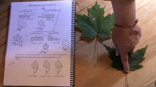 Knowing Your Maples - Maple leaf ID