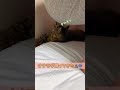 うんこ臭いオナラを猫にかましてしまった…💩 #shorts