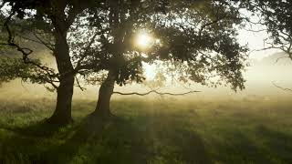 Morning Wake Up Relaxing With Soft Piano Sound - Morning Music Makes Your Day Peaceful screenshot 2