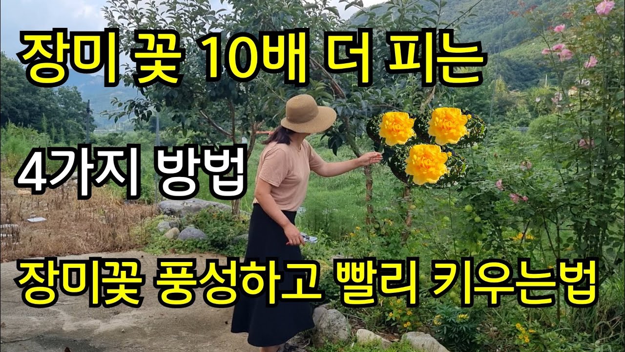장미꽃 10배 더 피는 4가지방법 장미재배 총정리 장미꽃 크고 풍성하게 빨리키우는법 장미 병충해관리 방법 장미 추비 영양관리 정원만들기 화초 잘키우는법#장미삽목#장미가지치기