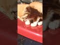 anne kedi ve yavru ked#keşfet #mamaverdim🐱🐈🐱🐈😭🥳🤣😂😜😂🤩🤩😍😗🥰😗😍😗🤣😉🤣🙏👍🔔🔥🐈🐈🐈🐈🐈‍⬛🐈‍⬛🐈‍⬛