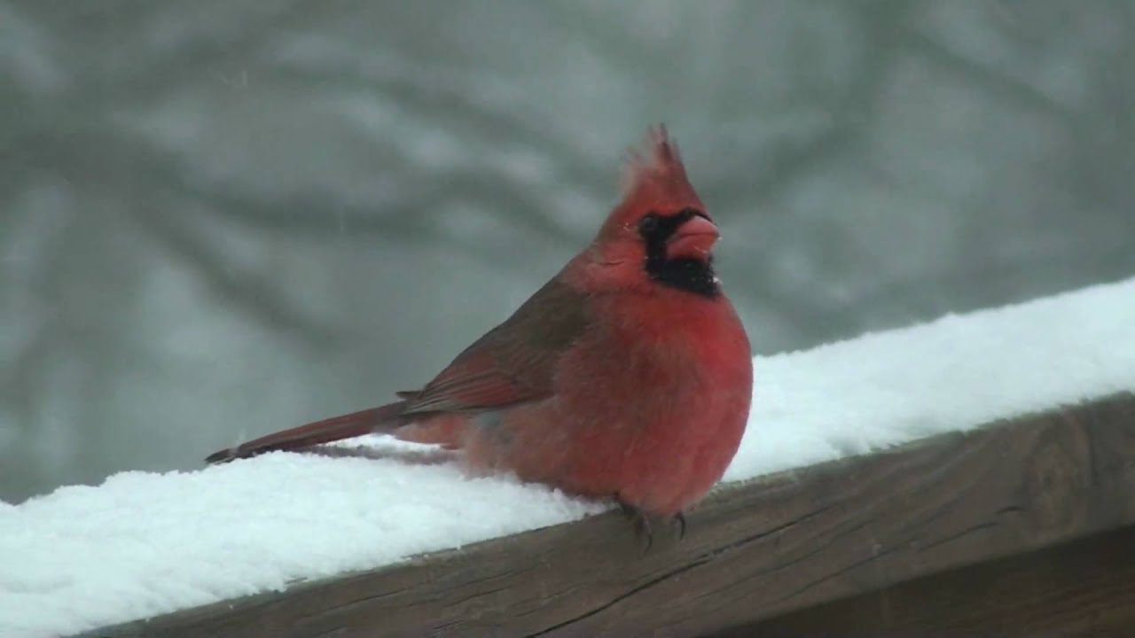 What do cardinals eat?