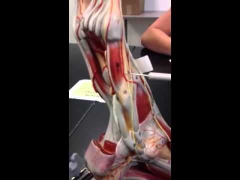 Foot muscles part 3 - YouTube