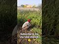 farming pka karobar 🚜🚜🌾🌺🌻#farmar #farming #शेर
