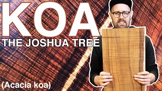 INSANITY GRADE KOA! - 'The Joshua Tree' - Acacia Koa Acoustic Guitar Tonewood - Tommy's Tonewoods