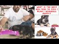 German Shepherd Diet Chart | What is the Best Dog Food to Feed | Plan | Schedule Puppy? Bhola Shola