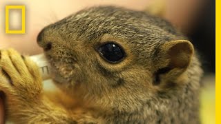 Cute Squirrels Get a Second Chance At Life in This Rehab Center | National Geographic