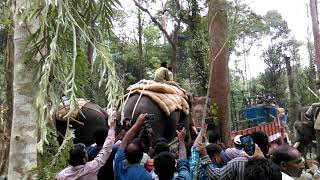 Caging Wild Elephant into Truck