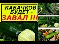 КАБАЧКИ ЗАВЯЗЫВАЮТСЯ ПАЧКАМИ ! МОИ СЕКРЕТЫ ВЫРАЩИВАНИЯ РАННЕГО УРОЖАЯ !