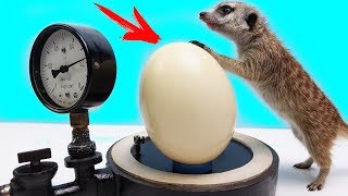 Что если Сунуть Яйцо Страуса в Вакуум..?! Тимка первый раз увидел ЭТО..!!! Что если Сунуть Яйцо Страуса в Вакуум..?! Тимка первый раз увидел ЭТО..!!!