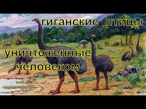 Почему исчезли гигантские птицы Моа
