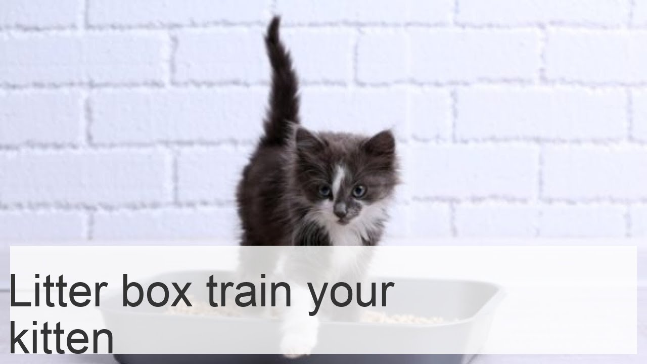 View of How to train a kitten to the litter box in the apartment (easy and fast ...