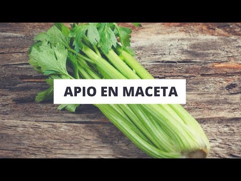 Video: Apio cultivado en macetas: cómo cuidar el apio en un recipiente