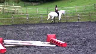basic flat work on young horses