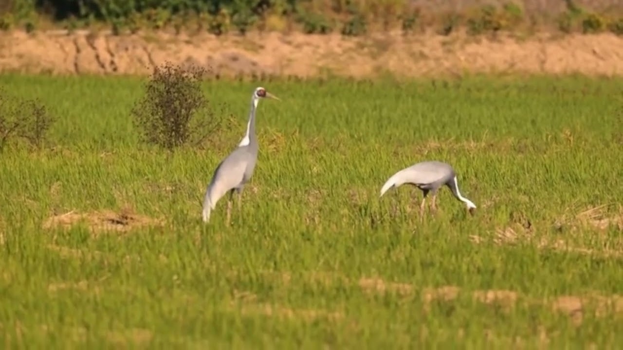 갈말읍 토성리에 찾아온 재두루미 가족