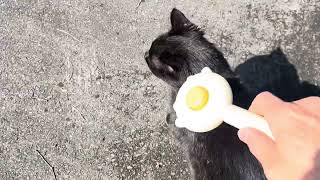 くろねこ くろねこちゃん blackcat 2026年4月5日 6:00 - YouTube