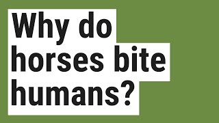 Why do horses bite humans?