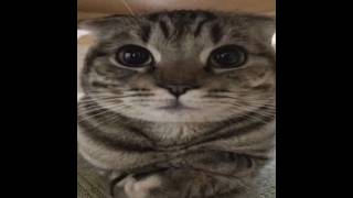 Выпотрошил HolyWorld с лучшим читом CatLean 26.2