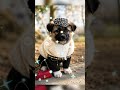 stylix.pet | Link in Bio - Your dog but make it runway ready 💀 / Check link in my bio! #shorts #dog