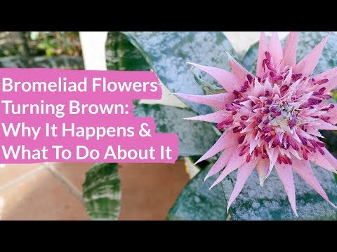 Video: Få bromelia til å blomstre opp igjen: Ta vare på bromelia etter blomstring