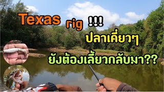 Texas rig ปลาที่ว่าเคี่ยวยังต้องเลี้ยวกลับมา กัดเป็น10!! Ep.112