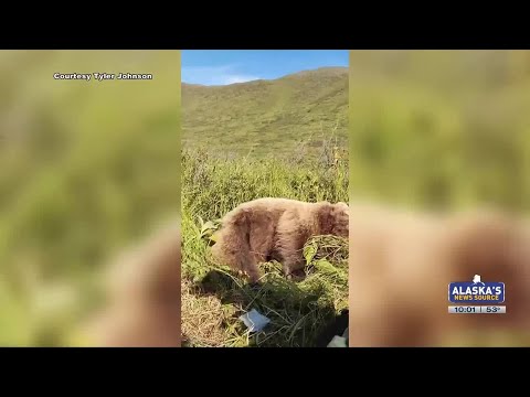 Man attacked by brown bear recounts harrowing experience