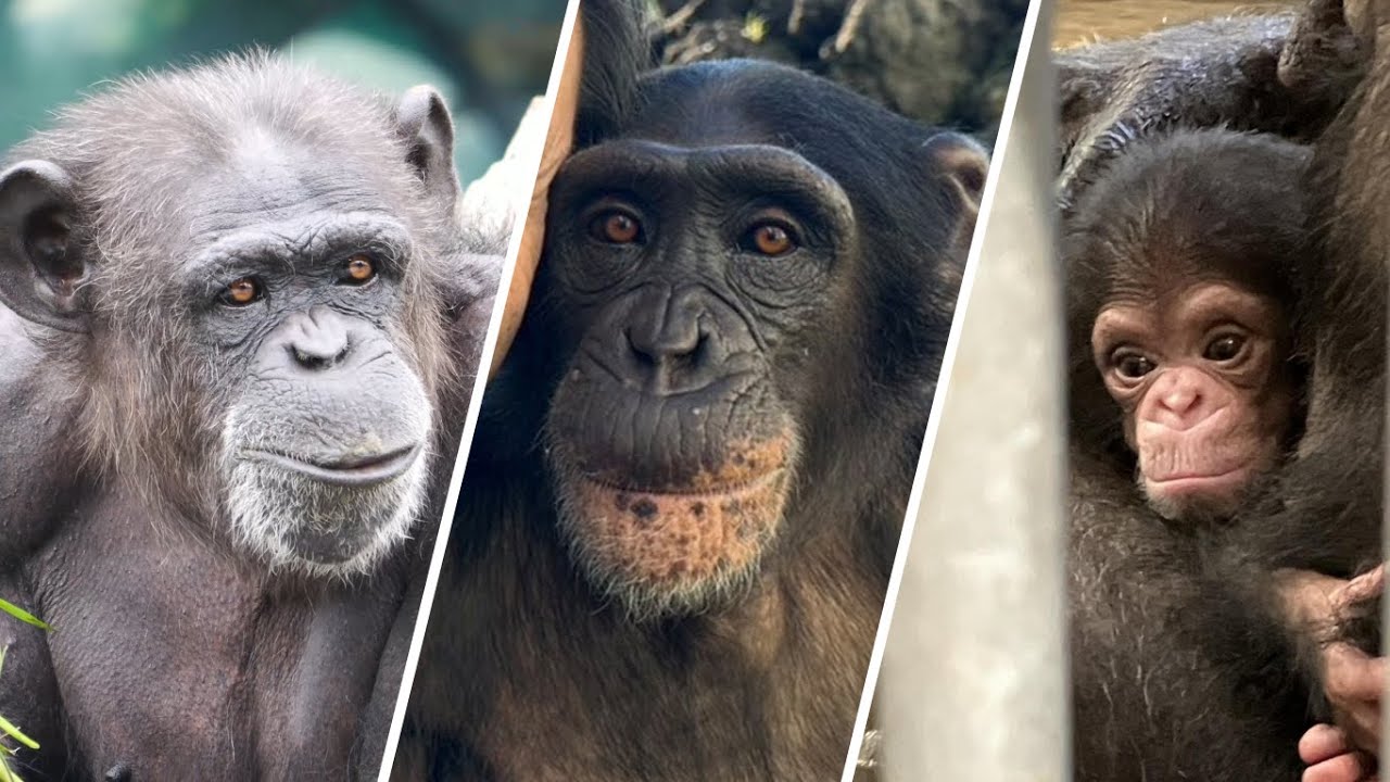 Japan's last chimpanzee, Cause of death of chimpanzee, and Japan's