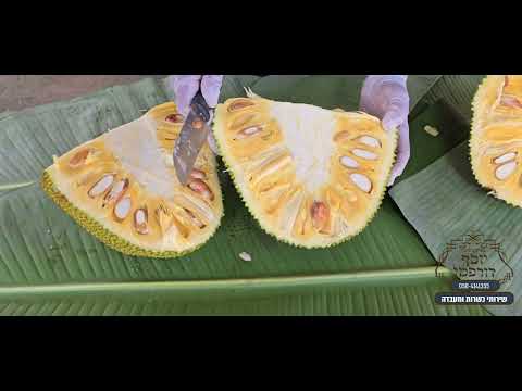 פרי העץ הגדול בעולם, ג'ק פרוט , דוריאן,  ג' ק פרוט ודוריאן הרב יוסף דורפמן, Rabbi Yosef Dorffman