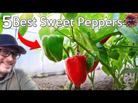 Video: Sladká paprika - semena těch nejlepších odrůd