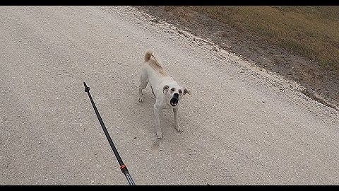 Dog Attacks Amputee Cyclist Aaron Smith in Callisburg, TX on 9/19/2023.
