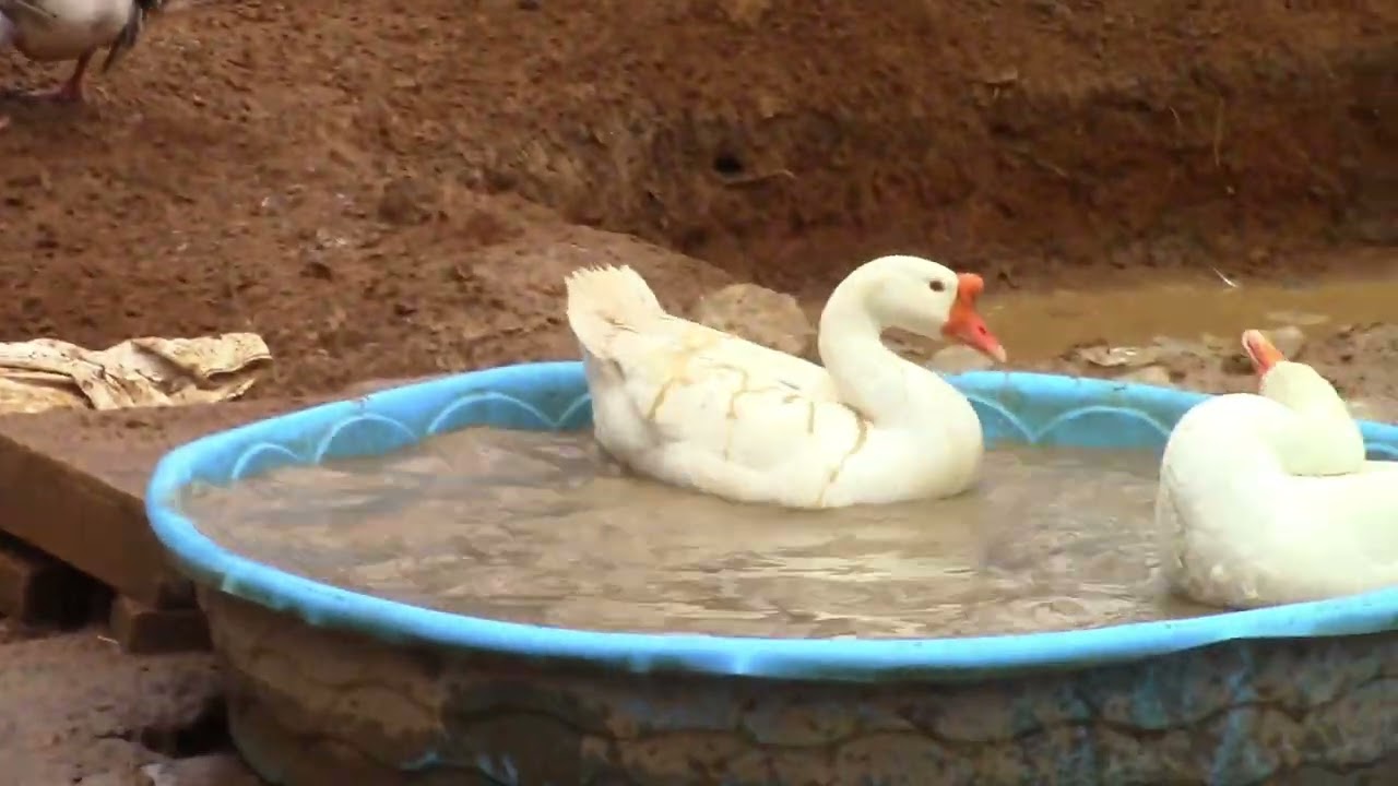 01/21/2026 Changed the Water