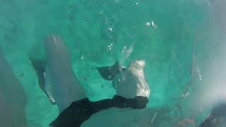 Snorkeling on Bimini Road in the bahamas