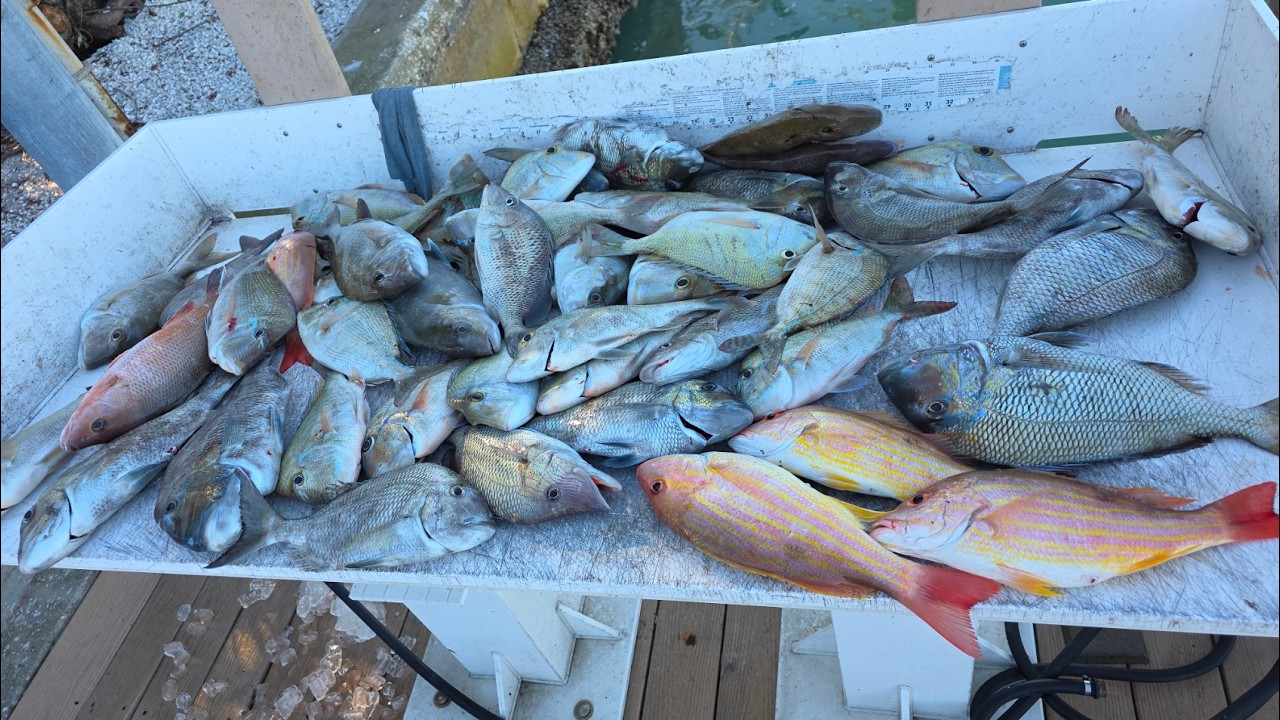 Winter Time Offshore Tampa Bay 02042026