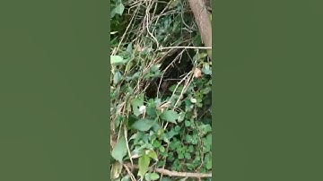 Đi bẩy con dúi rừng