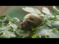 Behind the scenes filming snails with robots.