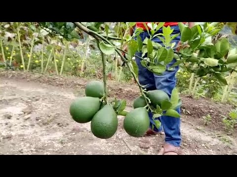 Video: Dua Tanaman Dari Satu Kebun