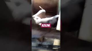 Ternak Babi Koloni #babipanggilan
