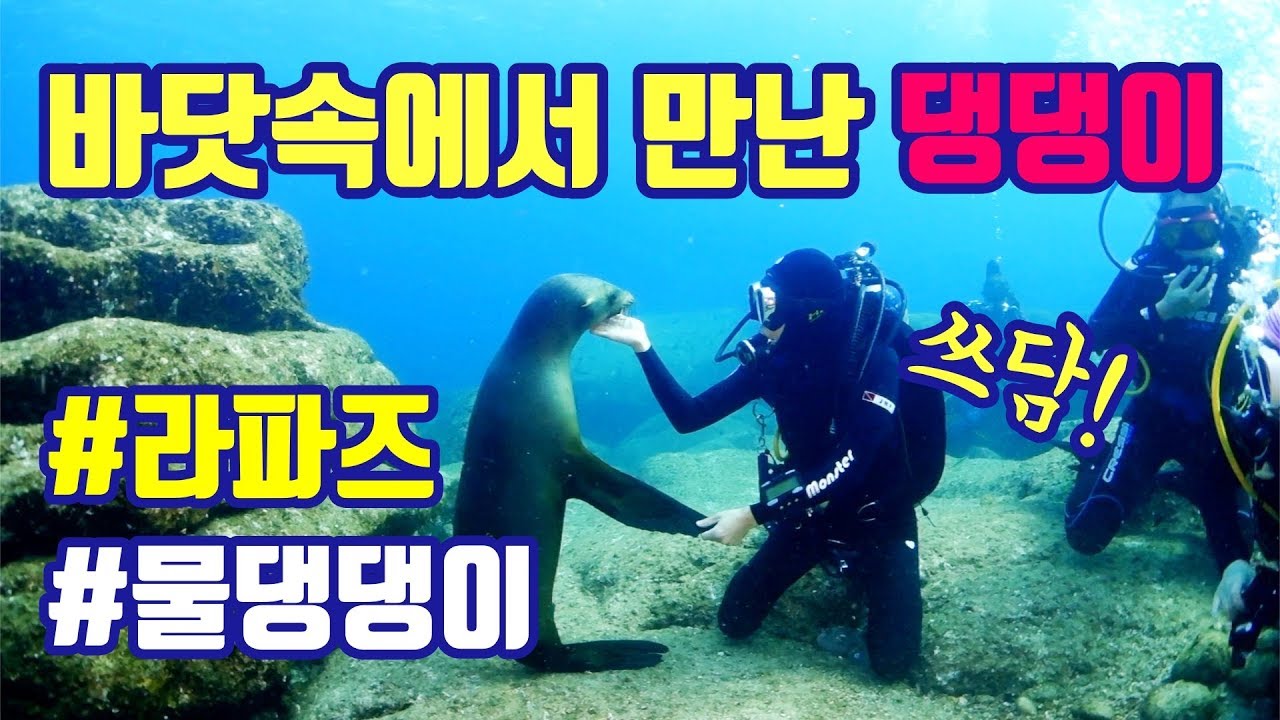 바닷속에서 만난 댕댕이! 멕시코 라파즈 스쿠버다이빙 여행!