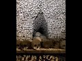 Walkthrough Of Kutna Hora&#39;s Sedlec Ossuary in the Czech Republic
