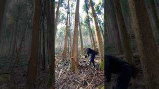A DAy of felling Giant Dead trees. #shorts #viral #shortsfeed
