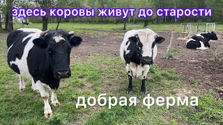 Добрая ферма. Здесь не убивают коров и быков. #cow #коровы #быки #бык #animal #животные #доброта